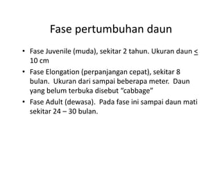 Fase pertumbuhan daun
        Fase pertumbuhan daun
• Fase Juvenile (muda), sekitar 2 tahun. Ukuran daun <
  Fase Juvenile (muda), sekitar 2 tahun. Ukuran daun < 
  10 cm
            g      (p p j g         p ),
• Fase Elongation (perpanjangan cepat), sekitar 8 
  bulan.  Ukuran dari sampai beberapa meter.  Daun 
  yang belum terbuka disebut “cabbage”
• Fase Adult (dewasa).  Pada fase ini sampai daun mati 
  sekitar 24 – 30 bulan.
 