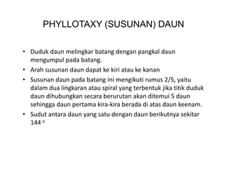 PHYLLOTAXY (SUSUNAN) DAUN

• Duduk daun melingkar batang dengan pangkal daun 
                    g         g     g p g
  mengumpul pada batang. 
• Arah susunan daun dapat ke kiri atau ke kanan
• Susunan daun pada batang ini mengikuti rumus 2/5, yaitu 
  dalam dua lingkaran atau spiral yang terbentuk jika titik duduk 
  daun dihubungkan secara berurutan akan ditemui 5 daun 
               g
  sehingga daun pertama kira‐kira berada di atas daun keenam.
• Sudut antara daun yang satu dengan daun berikutnya sekitar 
  144 o
  144 
 