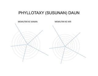PHYLLOTAXY (SUSUNAN) DAUN

MEMUTAR KE KANAN   MEMUTAR KE KIRI
 