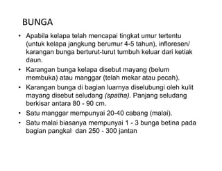 BUNGA
• Apabila kelapa telah mencapai tingkat umur tertentu
  (untuk kelapa jangkung berumur 4-5 tahun), infloresen/
  karangan bunga berturut-turut tumbuh keluar dari ketiak
                   berturut turut
  daun.
• Karangan bunga kelapa disebut mayang (belum
  membuka) atau manggar (telah mekar atau pecah).
• Karangan bunga di bagian luarnya diselubungi oleh kulit
  mayang disebut seludang (spatha) Panjang seludang
                             (spatha).
  berkisar antara 80 - 90 cm.
• Satu manggar mempunyai 20-40 cabang (malai).
• Satu malai biasanya mempunyai 1 - 3 bunga betina pada
  bagian pangkal dan 250 - 300 jantan
 