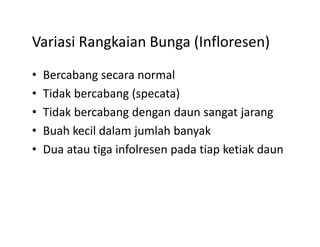 Variasi Rangkaian Bunga (Infloresen)
Variasi Rangkaian Bunga (Infloresen)
•   Bercabang secara normal 
    Bercabang secara normal
•   Tidak bercabang (specata)
•   Tidak bercabang dengan daun sangat jarang
     id k b     b    d       d             j
•   Buah kecil dalam jumlah banyak
•   Dua atau tiga infolresen pada tiap ketiak daun
 