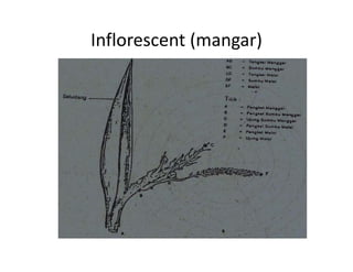 Inflorescent (mangar)
 