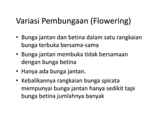 Variasi Pembungaan (Flowering)
Variasi Pembungaan (Flowering)
• Bunga jantan dan betina dalam satu rangkaian
  Bunga jantan dan betina dalam satu rangkaian 
  bunga terbuka bersama‐sama 
• Bunga jantan membuka tidak bersamaan
  Bunga jantan membuka tidak bersamaan 
  dengan bunga betina
• H
  Hanya ada bunga jantan.  
          d b      j
• Kebalikannya rangkaian bunga spicata 
  mempunyai bunga jantan hanya sedikit tapi 
  bunga betina jumlahnya banyak 
 