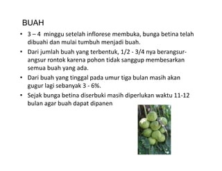 BUAH
• 3 – 4  minggu setelah inflorese membuka, bunga betina telah 
  dibuahi dan mulai tumbuh menjadi buah. 
• Dari jumlah buah yang terbentuk 1/2 ‐ 3/4 nya berangsur‐
  Dari jumlah buah yang terbentuk, 1/2  3/4 nya berangsur
  angsur rontok karena pohon tidak sanggup membesarkan 
  semua buah yang ada. 
• Dari buah yang tinggal pada umur tiga bulan masih akan 
  gugur lagi sebanyak 3 ‐ 6%. 
• Sejak bunga betina diserbuki masih diperlukan waktu 11‐12
  Sejak bunga betina diserbuki masih diperlukan waktu 11 12 
  bulan agar buah dapat dipanen
 