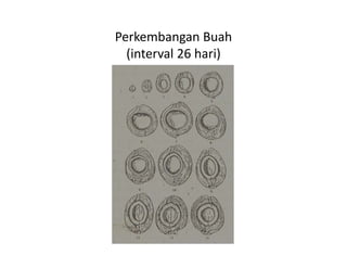 Perkembangan Buah 
  (interval 26 hari)
  (i      l 26 h i)
 