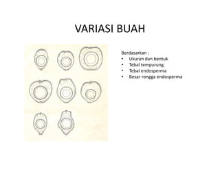 VARIASI BUAH
VARIASI BUAH
       Berdasarkan :
       Berdasarkan :
       • Ukuran dan bentuk
       • Tebal tempurung
       • Tebal endosperma
       • Besar rongga endosperma
 
