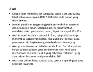 Akar 
• Kelapa tidak memiliki akar tunggang tetapi akar serabutnya
  Kelapa tidak memiliki akar tunggang, tetapi akar serabutnya 
  lebat sekali, mencapai 4.000‐7.000 helai pada pohon yang 
  telah dewasa. 
• Jumlah perakaran tergantung pada pertumbuhan tanaman 
  dan kesuburan tanah. Sebagian akar serabut tumbuh 
  mendatar dekat permukaan tanah, dapat mencapai 10 ‐ 15 m
  mendatar dekat permukaan tanah dapat mencapai 10 ‐ 15 m
• Akar tumbuh ke dalam sampai 3 ‐ 5 m, tetapi tidak mampu 
  menembus lapisan yang keras. Jika ujung akar sampai pada 
  permukaan air, bagian ujung akan berhenti memanjang. 
• Akar primer berukuran tebal rata‐rata 1 cm. Dari akar primer 
  keluar cabang‐cabang yang berdiameter lebih kecil yang 
  keluar cabang cabang yang berdiameter lebih kecil yang
  disebut akar sekunder. Sudut yang dibentuk terhadap ujung 
  akar primer biasanya lancip mendekati 90o. 
• Akar‐akar primer bercabang‐cabang terus sampai tingkat yang 
  keempat (kuarter), 
 