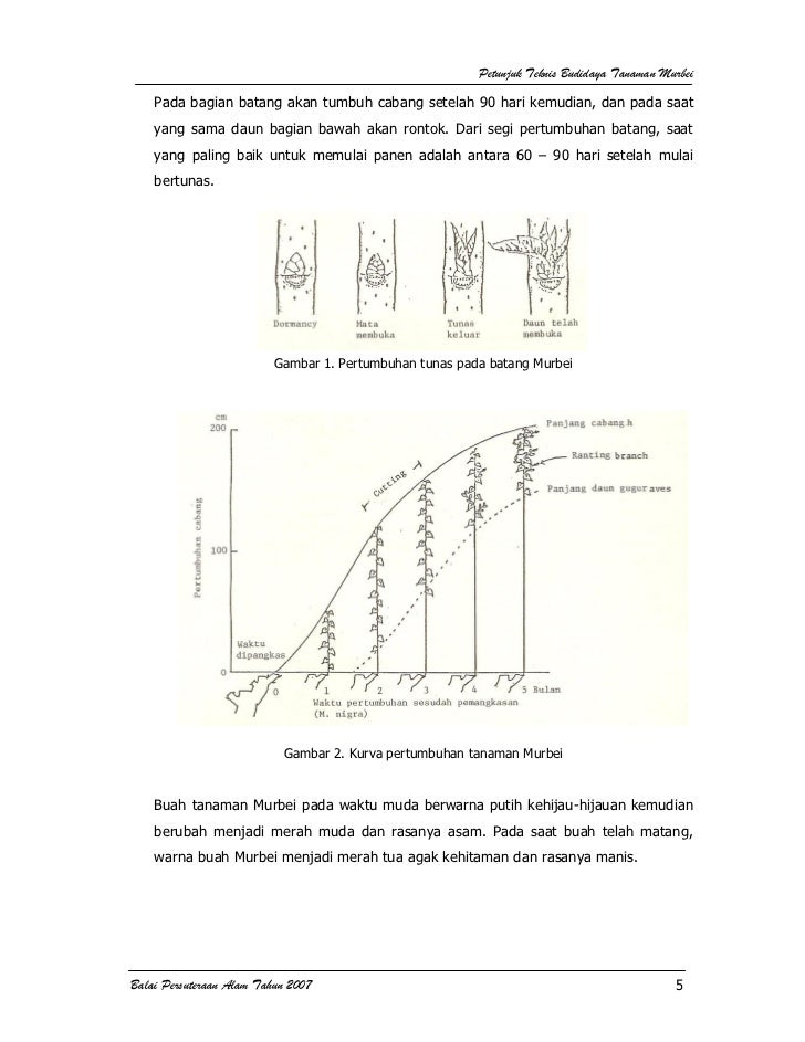 Budidaya Tanaman Murbei