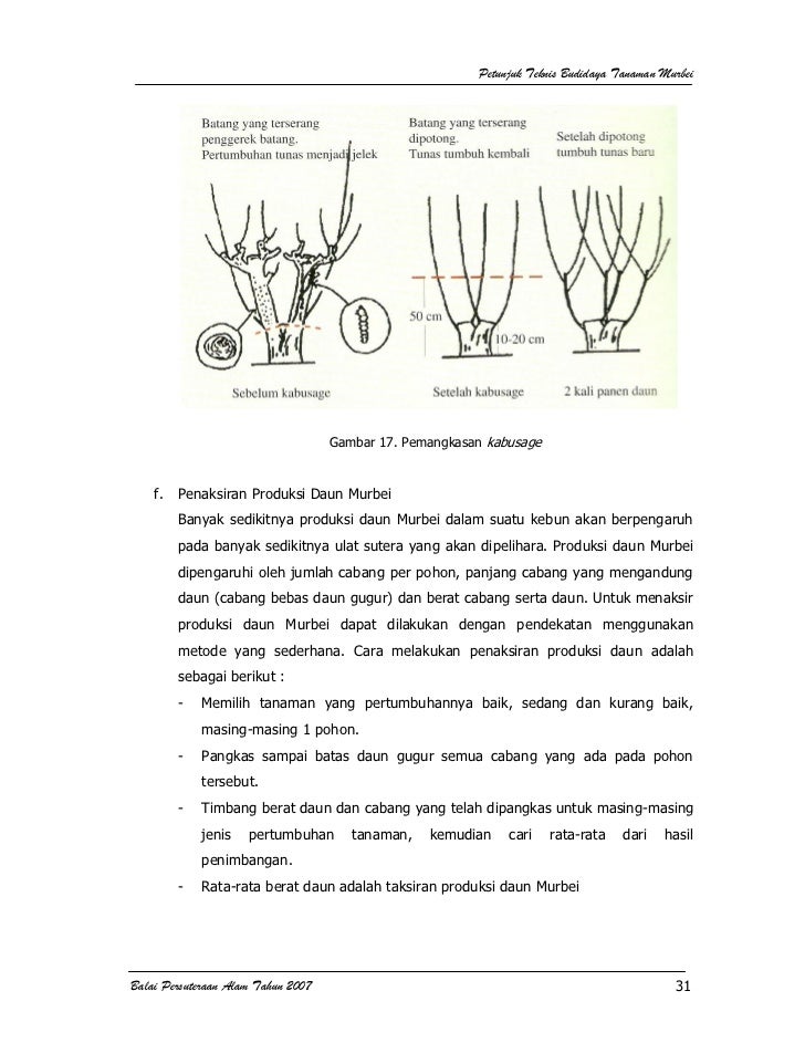 Budidaya Tanaman Murbei