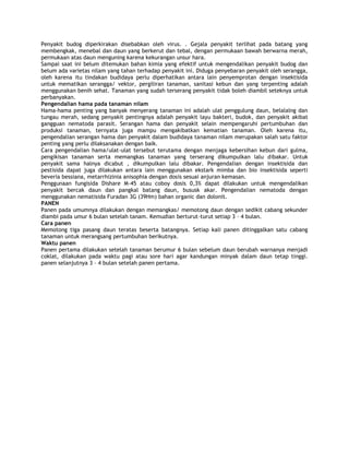 Penyakit budog diperkirakan disebabkan oleh virus. . Gejala penyakit terlihat pada batang yang
membengkak, menebal dan daun yang berkerut dan tebal, dengan permukaan bawah berwarna merah,
permukaan atas daun menguning karena kekurangan unsur hara.
Sampai saat ini belum ditemukan bahan kimia yang efektif untuk mengendalikan penyakit budog dan
belum ada varietas nilam yang tahan terhadap penyakit ini. Diduga penyebaran penyakit oleh serangga,
oleh karena itu tindakan budidaya perlu diperhatikan antara lain penyemprotan dengan insektisida
untuk mematikan serangga/ vektor, pergiliran tanaman, sanitasi kebun dan yang terpenting adalah
menggunakan benih sehat. Tanaman yang sudah terserang penyakit tidak boleh diambil seteknya untuk
perbanyakan.
Pengendalian hama pada tanaman nilam
Hama-hama penting yang banyak menyerang tanaman ini adalah ulat penggulung daun, belalalng dan
tungau merah, sedang penyakit pentingnya adalah penyakit layu bakteri, budok, dan penyakit akibat
gangguan nematoda parasit. Serangan hama dan penyakit selain mempengaruhi pertumbuhan dan
produksi tanaman, ternyata juga mampu mengakibatkan kematian tanaman. Oleh karena itu,
pengendalian serangan hama dan penyakit dalam budidaya tanaman nilam merupakan salah satu faktor
penting yang perlu dilaksanakan dengan baik.
Cara pengendalian hama/ulat-ulat tersebut terutama dengan menjaga kebersihan kebun dari gulma,
pengikisan tanaman serta memangkas tanaman yang terserang dikumpulkan lalu dibakar. Untuk
penyakit sama halnya dicabut , dikumpulkan lalu dibakar. Pengendalian dengan insektisida dan
pestisida dapat juga dilakukan antara lain menggunakan ekstark mimba dan bio insektisida seperti
beveria bessiana, metarrhizinia anisophia dengan dosis sesuai anjuran kemasan.
Penggunaan fungisida Dishare M-45 atau coboy dosis 0,3% dapat dilakukan untuk mengendalikan
penyakit bercak daun dan pangkal batang daun, bususk akar. Pengendalian nematoda dengan
menggunakan nematisida Furadan 3G (39Hm) bahan organic dan dolonit.
PANEN
Panen pada umumnya dilakukan dengan memangkas/ memotong daun dengan sedikit cabang sekunder
diambi pada umur 6 bulan setelah tanam. Kemudian berturut-turut setiap 3 – 4 bulan.
Cara panen
Memotong tiga pasang daun teratas beserta batangnya. Setiap kali panen ditinggalkan satu cabang
tanaman untuk merangsang pertumbuhan berikutnya.
Waktu panen
Panen pertama dilakukan setelah tanaman berumur 6 bulan sebelum daun berubah warnanya menjadi
coklat, dilakukan pada waktu pagi atau sore hari agar kandungan minyak dalam daun tetap tinggi.
panen selanjutnya 3 – 4 bulan setelah panen pertama.
 