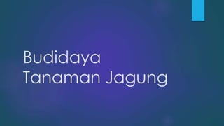 Budidaya
Tanaman Jagung
 