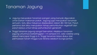 Tanaman Jagung
 Jagung merupakan tanaman pangan yang banyak digunakan
untuk bahan makanan pokok. Jagung juga merupakan tanaman
semusim. Satu siklus hidupnya diselesaikan dalam 80-150 hari. Paruh
pertama dari siklus merupakan tahap pertumbuhan vegetatif dan
paruh kedua untuk tahap pertumbuhan generatif.
 Tinggi tanaman jagung sangat bervariasi. Meskipun tanaman
jagung umumnya berketinggian 1 m sampai 3 m, ada varietas yang
dapat mencapai tinggi 6 m. Tinggi tanaman biasa diukur dari
permukaan tanah hingga ruas teratas sebelum bunga jantan.
 