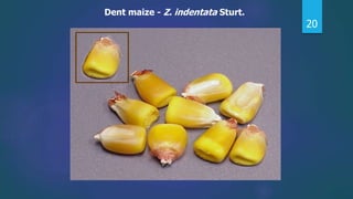 20
Dent maize - Z. indentata Sturt.
 