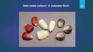 21Dent maize (colour)- Z. indentata Sturt.
 
