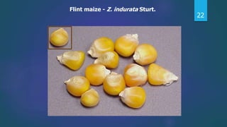 22
Flint maize - Z. indurata Sturt.
 