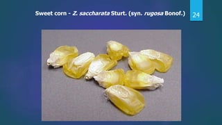 24Sweet corn - Z. saccharata Sturt. (syn. rugosa Bonof.)
 