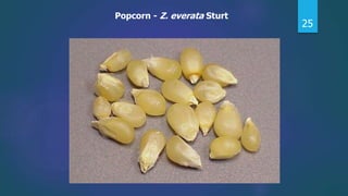 25
Popcorn - Z. everata Sturt
 