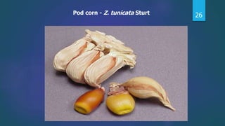 26Pod corn - Z. tunicata Sturt
 