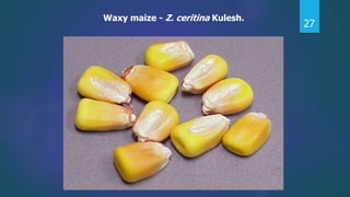 27
Waxy maize - Z. ceritina Kulesh.
 