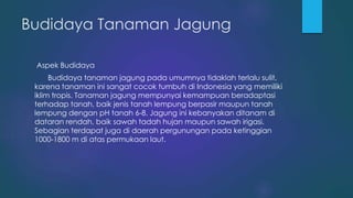 Budidaya Tanaman Jagung
Aspek Budidaya
Budidaya tanaman jagung pada umumnya tidaklah terlalu sulit,
karena tanaman ini sangat cocok tumbuh di Indonesia yang memiliki
iklim tropis. Tanaman jagung mempunyai kemampuan beradaptasi
terhadap tanah, baik jenis tanah lempung berpasir maupun tanah
lempung dengan pH tanah 6-8. Jagung ini kebanyakan ditanam di
dataran rendah, baik sawah tadah hujan maupun sawah irigasi.
Sebagian terdapat juga di daerah pergunungan pada ketinggian
1000-1800 m di atas permukaan laut.
 