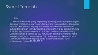 Syarat Tumbuh
i. Iklim
Faktor-faktor iklim yang terpenting adalah jumlah dan pembagian
dari sinar matahari, curah hujan, temperatur, kelembaban, dan angin.
Tempat penanaman jagung harus mendapatkan sinar matahari
cukup dan jangan terlindung oleh pohon-pohon atau bangunan. Bila
tidak terdapat penyinaran dari matahari, hasilnya akan berkurang.
Curah hujan ideal sekitar 85-200 mm/bulan dan harus merata. Pada
fase pembungaan dan pengisian biji perlu mendapatkan cukup air.
Kami mulai menanam jagung pada awal musim hujan. Suhu
optimumnya antara 23 0C–300 C.
 