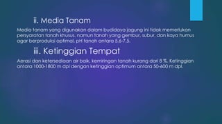 ii. Media Tanam
Media tanam yang digunakan dalam budidaya jagung ini tidak memerlukan
persyaratan tanah khusus, namun tanah yang gembur, subur, dan kaya humus
agar berproduksi optimal. pH tanah antara 5,6-7,5.
iii. Ketinggian Tempat
Aerasi dan ketersediaan air baik, kemiringan tanah kurang dari 8 %. Ketinggian
antara 1000-1800 m dpl dengan ketinggian optimum antara 50-600 m dpl.
 