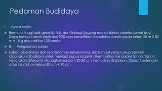 Pedoman Budidaya
I. Syarat Benih
 Bermutu tinggi baik genetik, fisik, dan fisiologi (jagung manis hibrida varietas sweet boy).
Daya tumbuh benih lebih dari 90% dan bersetifikat. Kebutuhan benih pada lahan 20 m X 80
m ± 18 g atau sekitar 128 benih.
 II. Pengolahan Lahan
 Lahan dibersihkan dari sisa tanaman sebelumnya, sisa rumput yang cukup banyak
dicangkul (dibalikan) untuk menjadi pupuk organik dikembalikan ke dalam tanah. Tanah
yang akan ditanami, dicangkul sedalam 20-30 cm, kemudian diratakan. Dibuat bedengan
atau jalur lahan seluas 80 cm X 40 cm.
 