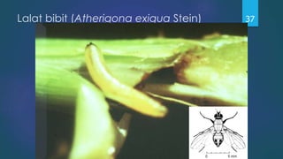 Lalat bibit (Atherigona exigua Stein) 37
 