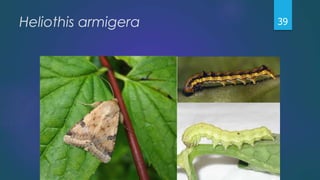 Heliothis armigera 39
 