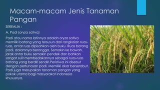 Macam-macam Jenis Tanaman
Pangan
SEREALIA :
A. Padi (oryza sativa)
Padi atau nama latinnya adalah oryza sativa
memiliki batang yang tersusun dari rangkaian ruas-
ruas, antar ruas dipisahkan oleh buku. Ruas batang
padi, dalamnya berongga. Semakin ke bawah,
jarak antar buku semakin pendek dan bahkan
sangat sulit membedakannya sebagai ruas-ruas
batang yang berdiri sendiri.Peristiwa ini disebut
dengan pertunasan padi. Memiliki akar berserabut.
Padi juga merupakan tanaman pangan yang
pokok utama bagi masyarakat indonesia
khususnya.
 