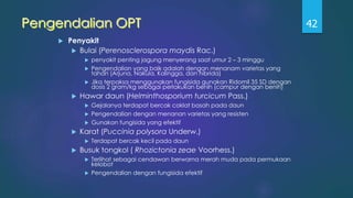 Pengendalian OPT
 Penyakit
 Bulai (Perenosclerospora maydis Rac.)
 penyakit penting jagung menyerang saat umur 2 – 3 minggu
 Pengendalian yang baik adalah dengan menanam varietas yang
tahan (Arjuna, Nakula, Kalingga, dan hibrida)
 Jika terpaksa menggunakan fungisida gunakan Ridomil 35 SD dengan
dosis 2 gram/kg sebagai perlakukan benih (campur dengan benih)
 Hawar daun (Helminthosporium turcicum Pass.)
 Gejalanya terdapat bercak coklat basah pada daun
 Pengendalian dengan menanan varietas yang resisten
 Gunakan fungisida yang efektif
 Karat (Puccinia polysora Underw.)
 Terdapat bercak kecil pada daun
 Busuk tongkol ( Rhozictonia zeae Voorhess.)
 Terlihat sebagai cendawan berwarna merah muda pada permukaan
kelobot
 Pengendalian dengan fungisida efektif
42
 