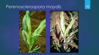 Perenosclerospora maydis 43
 