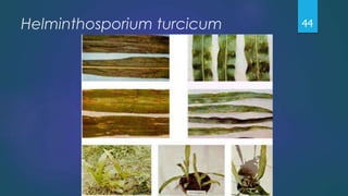 Helminthosporium turcicum 44
 