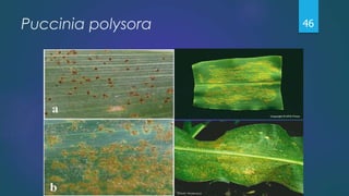 Puccinia polysora 46
 