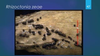 Rhizoctonia zeae 47
 
