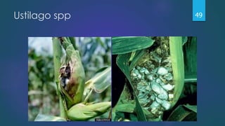 Ustilago spp 49
 