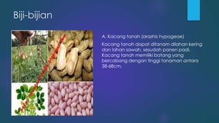 Biji-bijian
A. Kacang tanah (arashis hypogeae)
Kacang tanah dapat ditanam dilahan kering
dan lahan sawah, sesudah panen padi.
Kacang tanah memiliki batang yang
bercabang dengan tinggi tanaman antara
38-68cm.
 