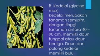 B. Kedelai (glycine
max)
Kedelai merupakan
tanaman semusim,
dengan tinggi
tanaman antara 40 –
90 cm, memiliki daun
tunggal atau daun
bertiga. Daun dan
polong kedelai
memiliki bulu.
 