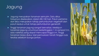 Jagung
 Jagung merupakan tanaman semusim. Satu siklus
hidupnya diselesaikan dalam 80-150 hari. Paruh pertama
dari siklus merupakan tahap pertumbuhan vegetatif dan
paruh kedua untuk tahap pertumbuhan generatif.
 Tinggi tanaman jagung sangat bervariasi. Meskipun
tanaman jagung umumnya berketinggian 1 m sampai 3 m,
ada varietas yang dapat mencapai tinggi 6 m. Tinggi
tanaman biasa diukur dari permukaan tanah hingga ruas
teratas sebelum bunga jantan.
 