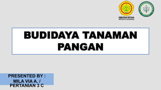 BUDIDAYA TANAMAN
PANGAN
PRESENTED BY :
MILA VIA A. /
PERTANIAN 3 C
 