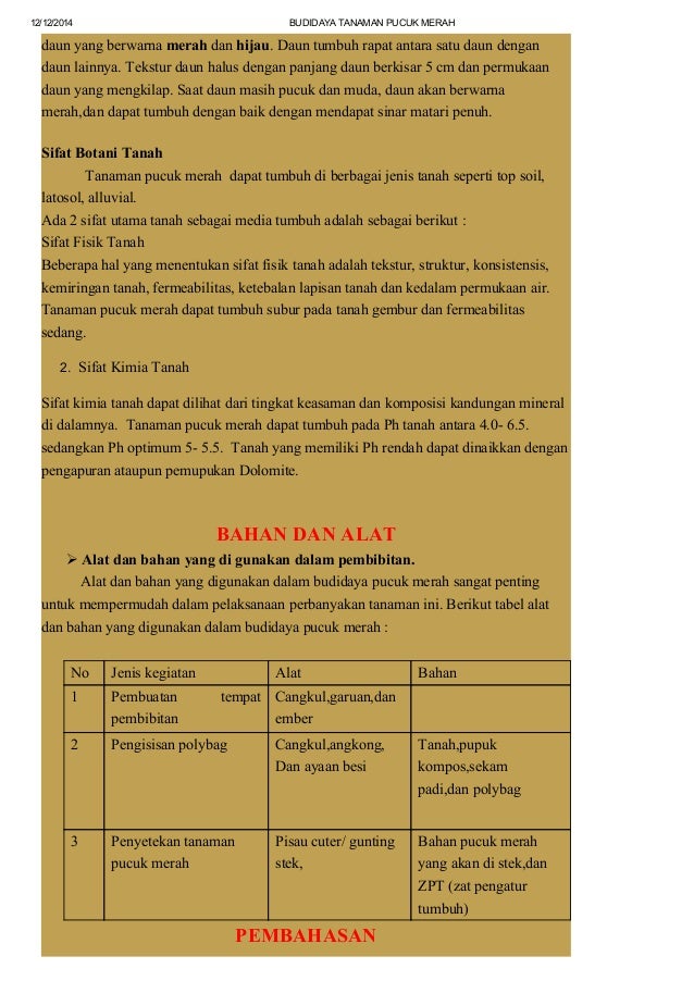 Budidaya Tanaman Pucuk Merah