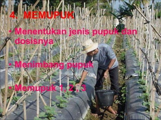 4. MEMUPUK
• Menentukan jenis pupuk dan
dosisnya
• Menimbang pupuk
• Memupuk 1, 2 , 3
 