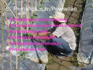6. Pemangkasan/Pewiwilan
• Pemangkasan tunas samping
• Pemangkasan yang terkena penyakit
• Pemangkasan buah
• Pemangkasan produksi
• Pemangkasan peremajaan
• Pemangkasan seni
 
