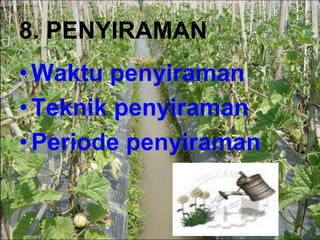8. PENYIRAMAN
•Waktu penyiraman
•Teknik penyiraman
•Periode penyiraman
 