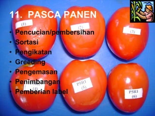 11. PASCA PANEN
• Pencucian/pembersihan
• Sortasi
• Pengikatan
• Greeding
• Pengemasan
• Penimbangan
• Pemberian label
 