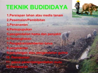 TEKNIK BUDIDIDAYA
1.Persiapan lahan atau media tanam
2.Pesemaian/Pembibitan
3.Penanaman
4.Pemupupukan
5.pengendalian hama dan penyakit
6.Pemangkasan
7.Pengajiran/pemberian turus
8.penyiraman
9.penyiangan atau pengendalian gulma
10. Pemanenan
11. pasca panen/pengendalian mutu
12.Pemasaran
 