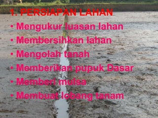 1. PERSIAPAN LAHAN
• Mengukur luasan lahan
• Membersihkan lahan
• Mengolah tanah
• Memberikan pupuk Dasar
• Memberi mulsa
• Membuat lobang tanam
 