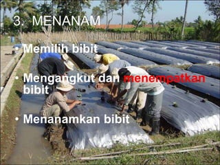 3. MENANAM
• Memilih bibit
• Mengangkut dan menempatkan
bibit
• Menanamkan bibit
 