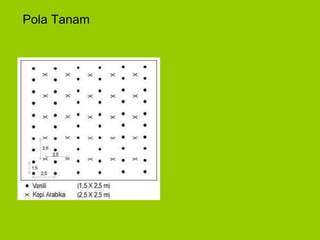 Pola Tanam
 