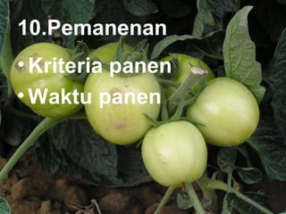 10.Pemanenan 
• Kriteria panen 
•Waktu panen 
 